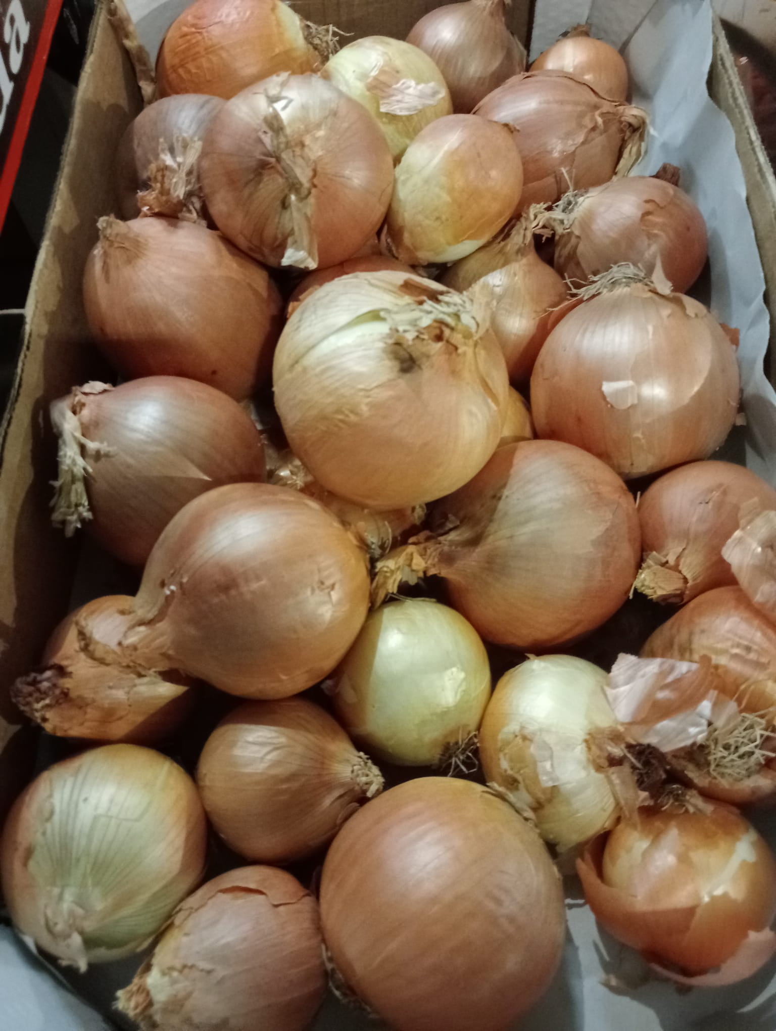 Cebolla fresca jamilena