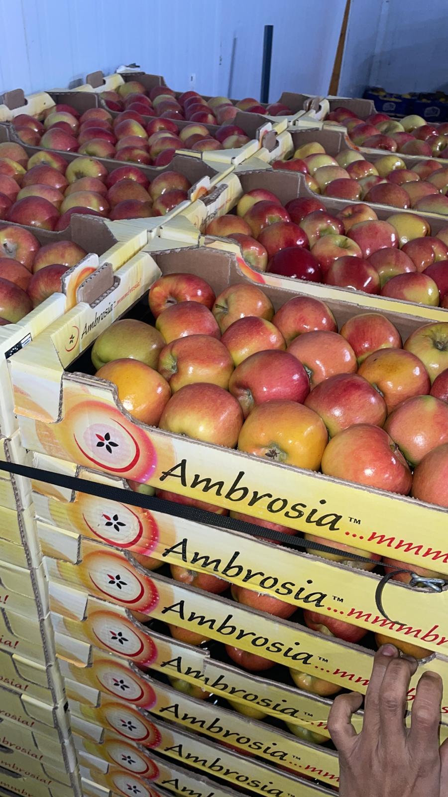 Manzanas ambrosia